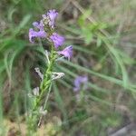 Lobelia urens Habitatea