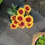 Gaillardia pulchellaЦвят