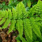 Dryopteris aemula Folio