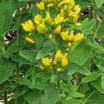 Hypericum hirsutum Fleur