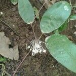 Valeriana paucifloraFlower