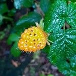 Rubus spectabilis Fruto