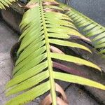 Dioon spinulosum Leaf