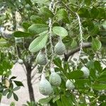 Sophora secundiflora Frucht