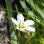 Sagina glabra Flor