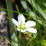 Sagina glabra Flower