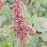 Amaranthus deflexus Fruit