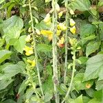 Crotalaria spectabilis Övriga