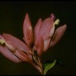 Rhinotropis californica Flower