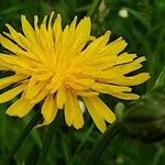 Crepis biennis Flower