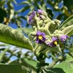 Solanum mauritianumᱵᱟᱦᱟ