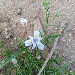 Moraea setifolia Çiçek