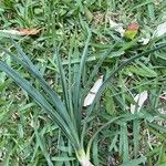 Agave tequilana Leaf