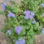 Ageratum houstonianumBlüte