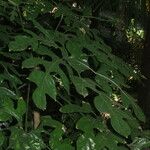 Trevesia palmata Alkat (teljes növény)