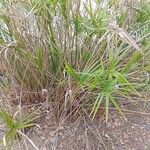 Cyperus alternifoliusFolha