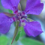 Clarkia rhomboidea Blüte