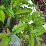 Campomanesia phaea Leaf