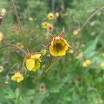 Geum × intermedium ফুল