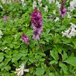 Corydalis cava Blatt