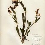 Lathyrus linifolius Květ