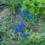 Delphinium grandiflorum Flower