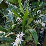 Coelogyne nervosa Hábito