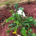 Plumeria pudica Feuille