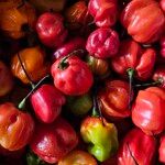 Capsicum chinense Fruchs