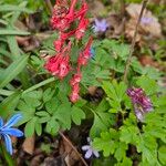 Corydalis solida Λουλούδι