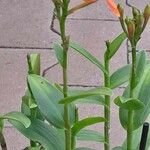 Epidendrum radicans অভ্যাস