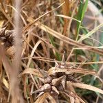 Carex grayi Fruit