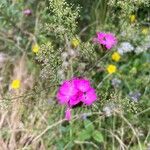 Dianthus carthusianorumBlomst