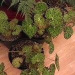 Begonia rex List