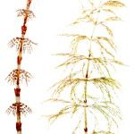 Equisetum sylvaticum Blad