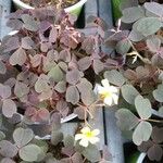 Oxalis spiralis Frunză