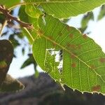 Quercus brantii Yaprak