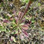 Hypochaeris radicata Blatt