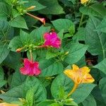 Mirabilis jalapa 葉