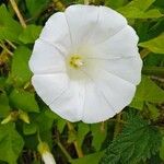 Calystegia sepium Flor