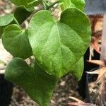 Pyrenacantha malvifolia Leaf
