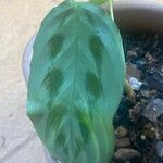 Maranta cristata Hoja