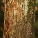 Manilkara bidentata Corteza