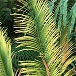 Cycas panzhihuaensis 形態