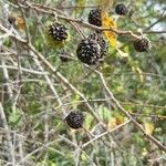 Guazuma ulmifolia Fruit