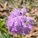 Neotinea tridentata Квітка