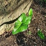 Arum cylindraceum Hoja