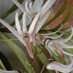 Dendrobium fractiflexum Blüte