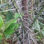 Bactris campestris Ŝelo