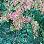 Ailanthus altissima ഇല